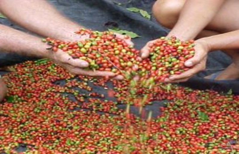 Os suruís e a força do café em Rondônia (VÍDEO)
