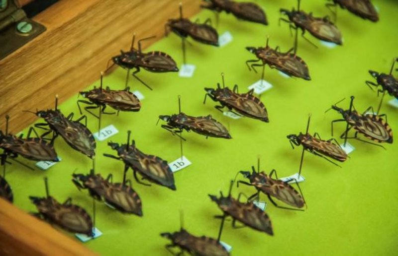Rondônia: Três besouros foram confirmados infectados com doença de Chagas em 2018