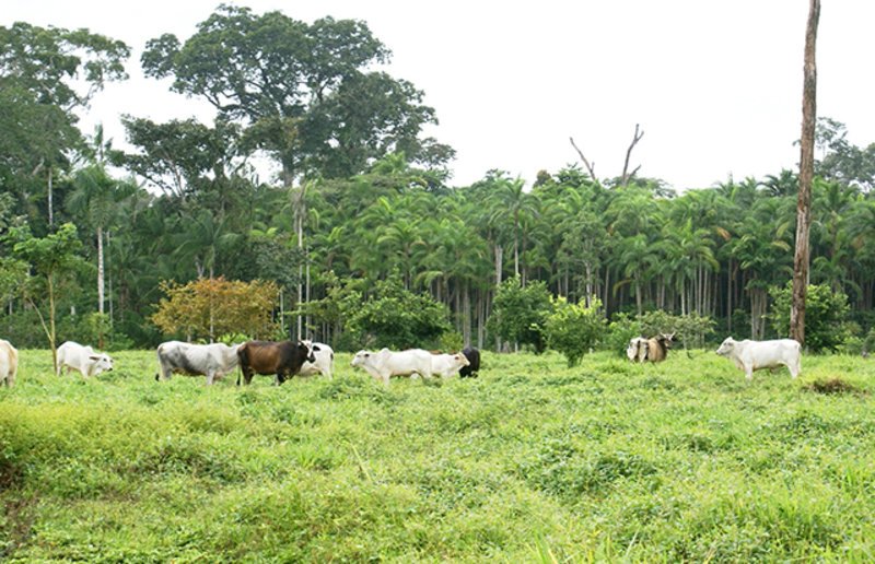 Como fica a Amazônia, Sr. Presidente?