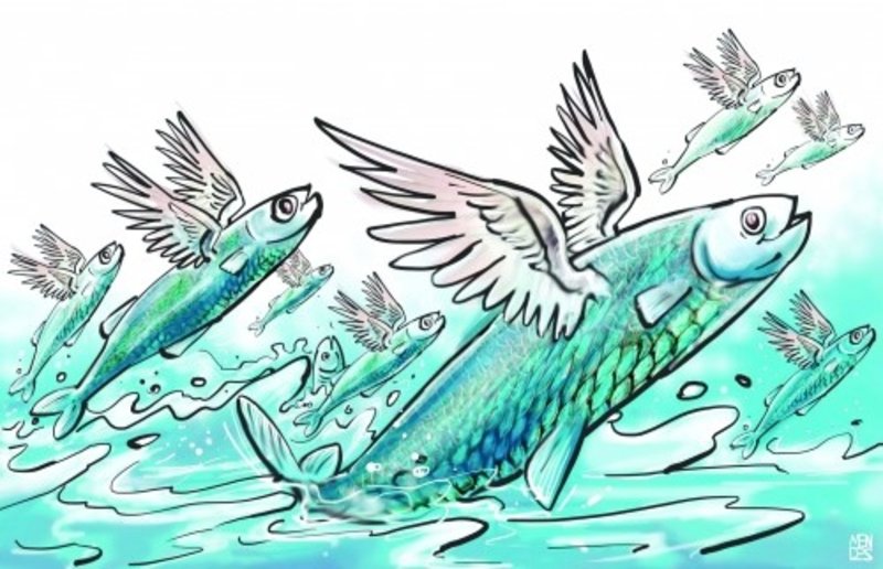 PEIXES VOADORES: ALGOZES DO ENGENHEIRO DE PESCA