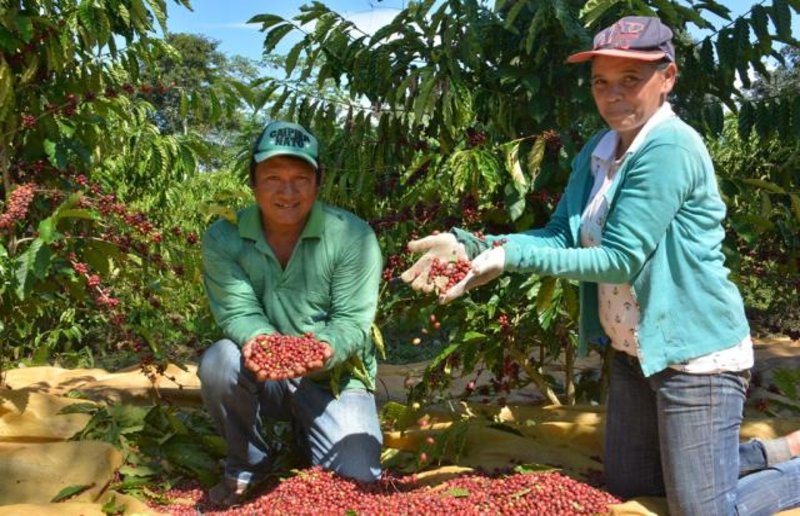 EMBRAPA - Pesquisa ajuda indígenas a produzir café com qualidade