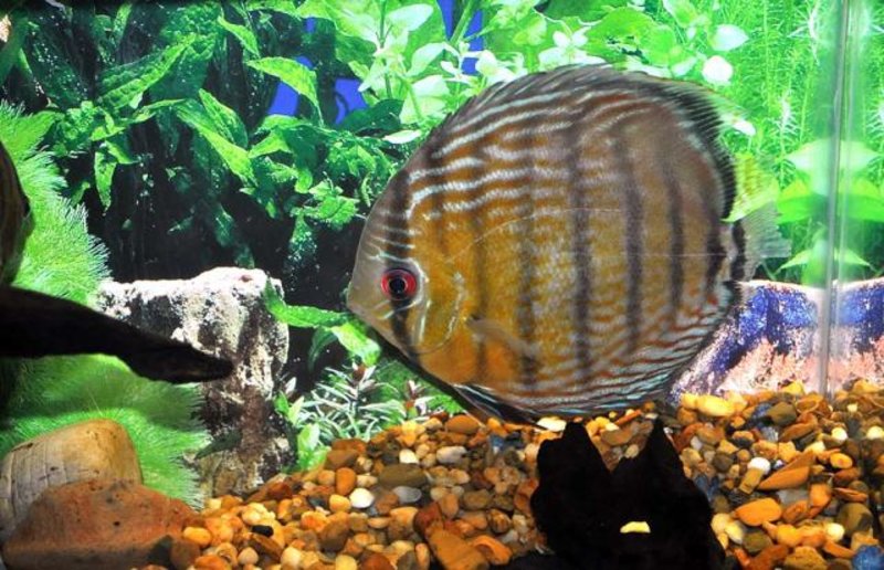 Três curiosidades sobre a reprodução de peixes na Amazônia