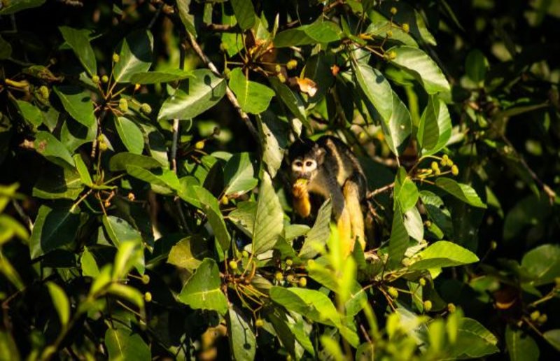 Macaco-de-cheiro-de-cabeça-preta pode ser extinto nos próximos 40 anos, mostra pesquisa